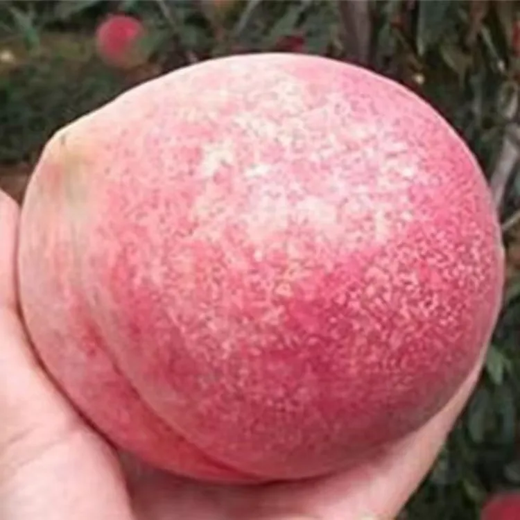 冬桃树苗新品寒香蜜桃苗南北方种植晚熟大果甜脆离核桃树