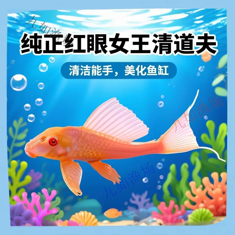 【10W+收藏】红眼女王大帆清洁鱼可清洁鱼缸底砂沉底饲料热带观赏鱼