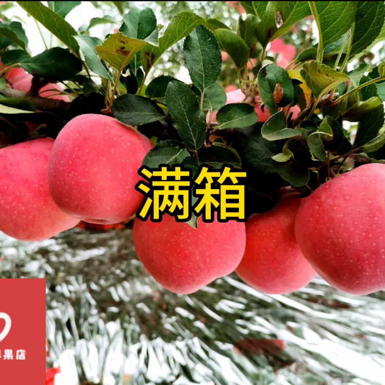 满箱甘肃庆阳佳乡味早熟红富士苹果脆甜多汁6斤/12斤原产地直发