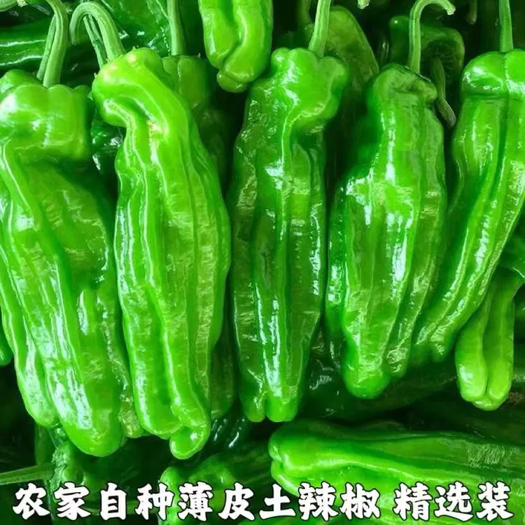 新鲜现摘薄皮微辣青椒农家自种应季蔬菜辣椒炒肉
