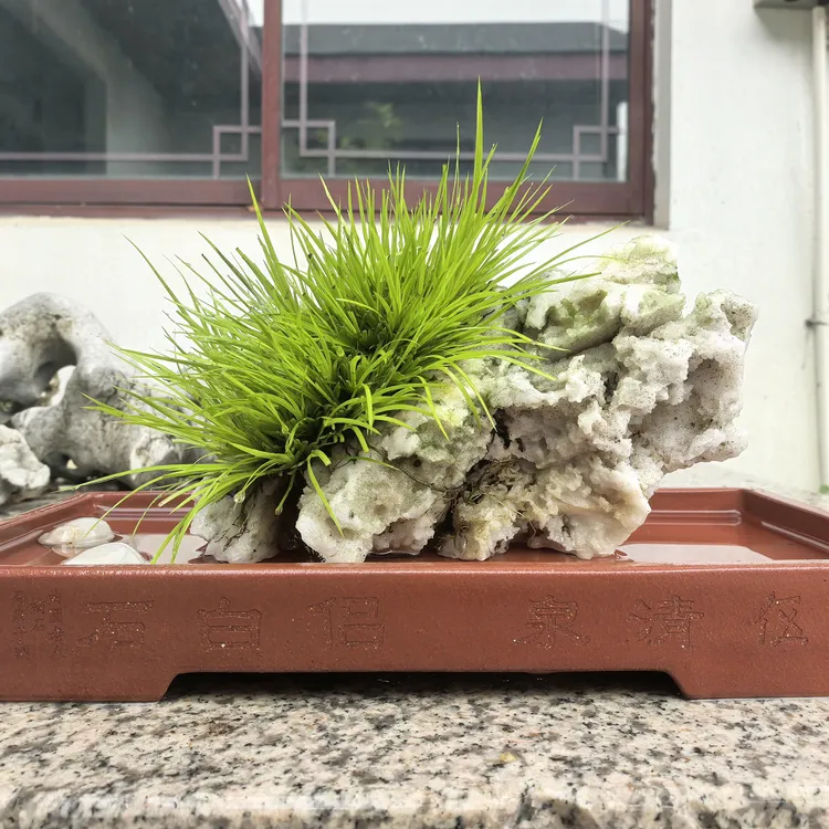 附石黄金姬菖蒲附石盆景室内水培好养客厅桌面鱼缸绿植迷你