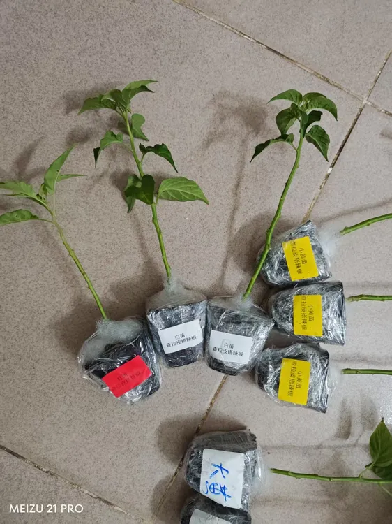查拉皮塔辣椒苗子红/白/黄三色苗子正宗带奶香橘香辣椒原产自秘鲁