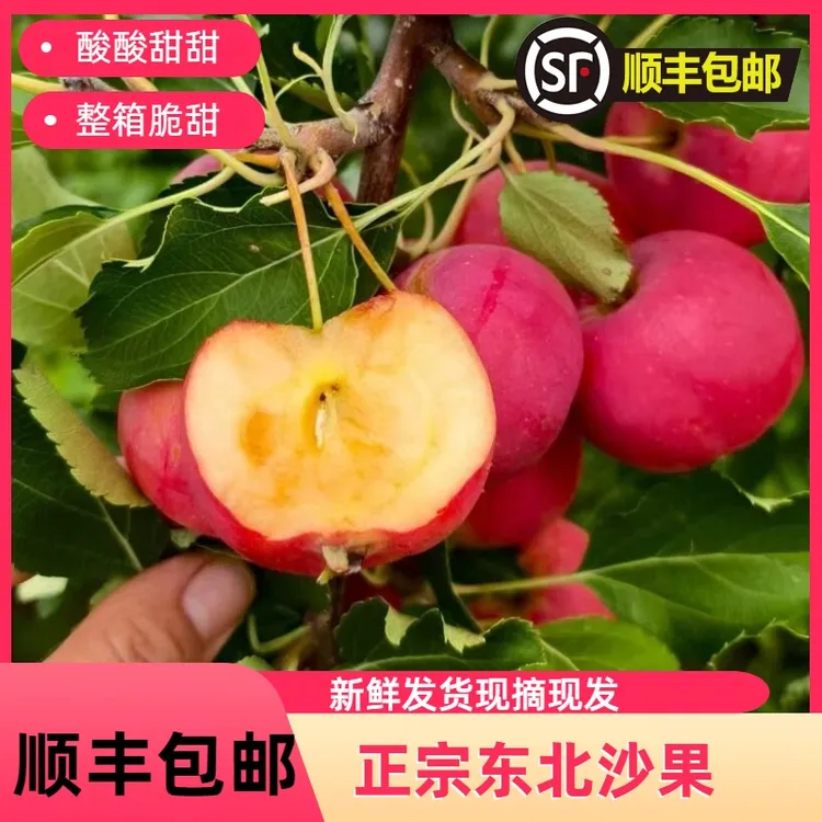 【顺丰包邮】内蒙沙地沙果人工挑选精选果产地直发现摘现发非鸡心果