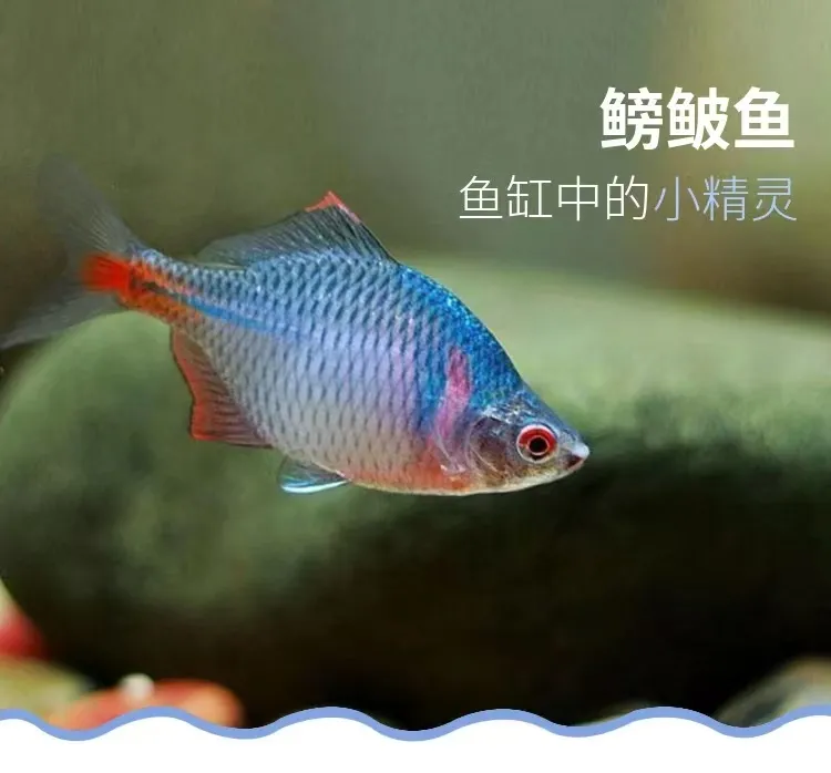 七彩鳑鲏鱼红边小鱼活鱼冷水鱼淡水鱼观赏鱼好养耐活可除藻除油膜