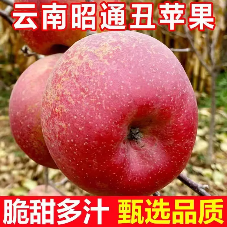 （顺丰包邮）云南昭通当季新鲜丑苹果新鲜现摘脆甜多汁冰糖心水果