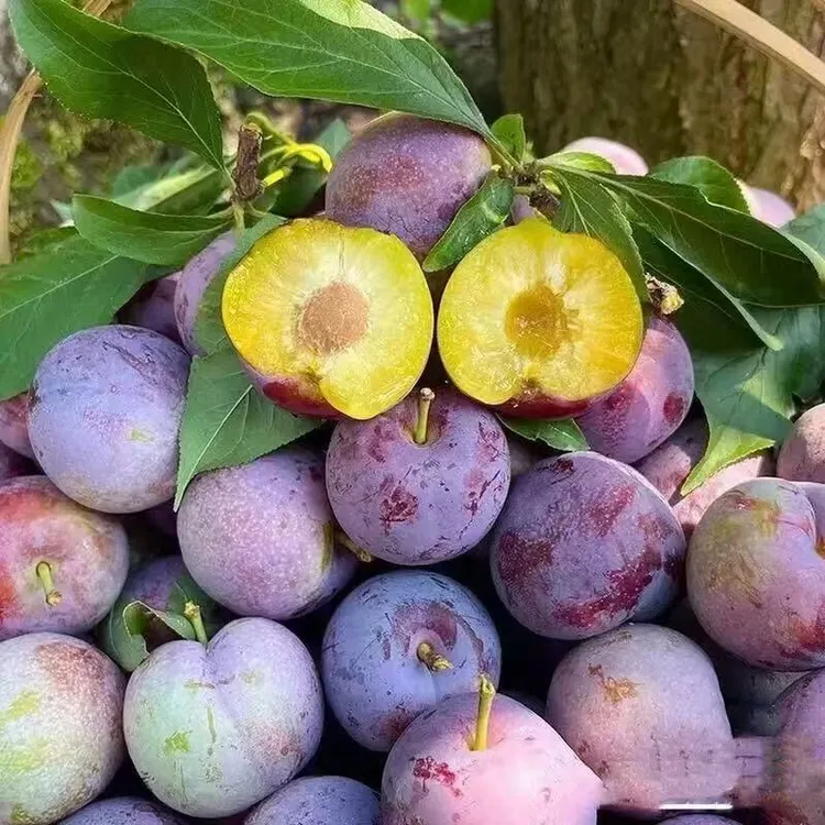 四川正宗【脱骨脆红李子】现摘新鲜当季孕妇水果脆甜多汁10