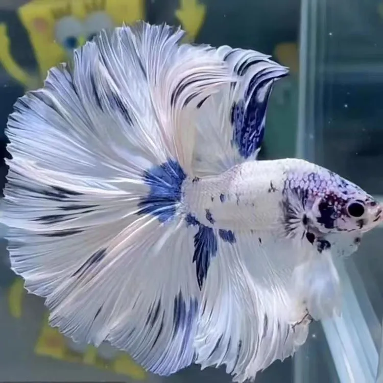 泰国斗鱼仙女款半月纯白超美斗鱼热带婚纱鱼观赏鱼