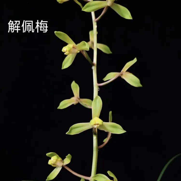 国兰蕙兰名品解佩梅一杆多花浓香型草型飘逸灵动花朵精致红籫碧玉