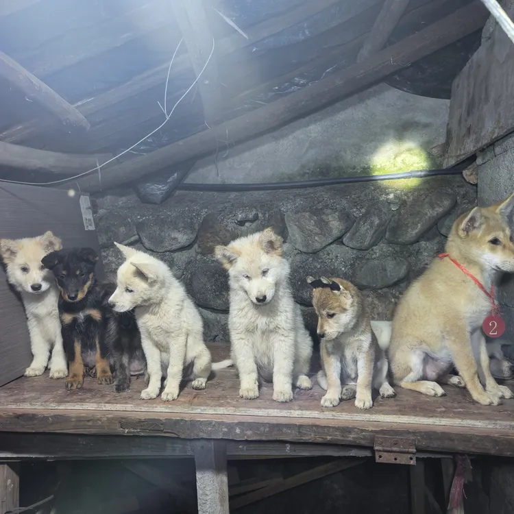 田园犬饲养方法号