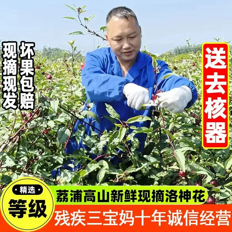 广西桂林25年新鲜现摘洛神花 洛神葵鲜果红桃K玫瑰茄食用花茶泡茶