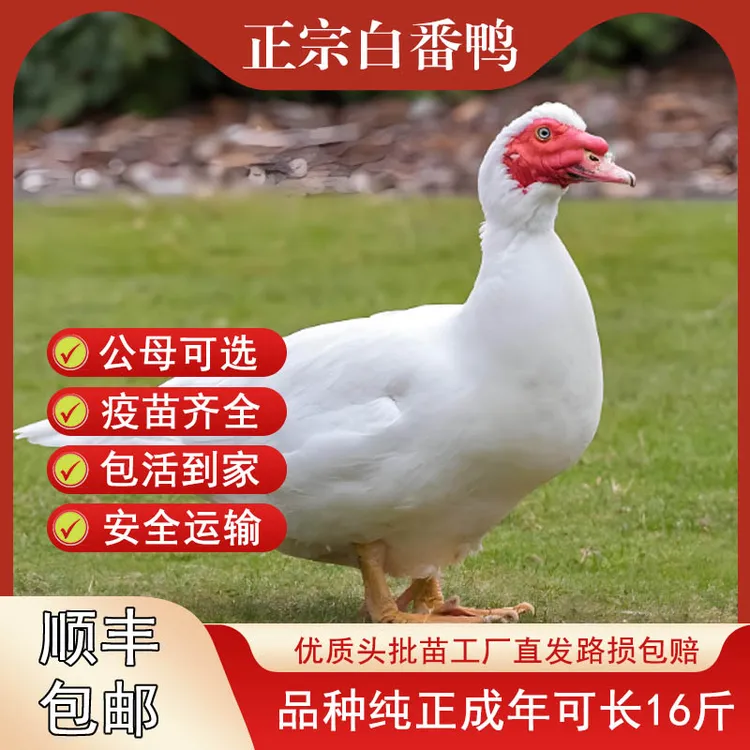 宠物鸭活苗脱温白番鸭半斤番鸭红脸鸳鸯鸭福建正宗纯种番鸭柯尔鸭