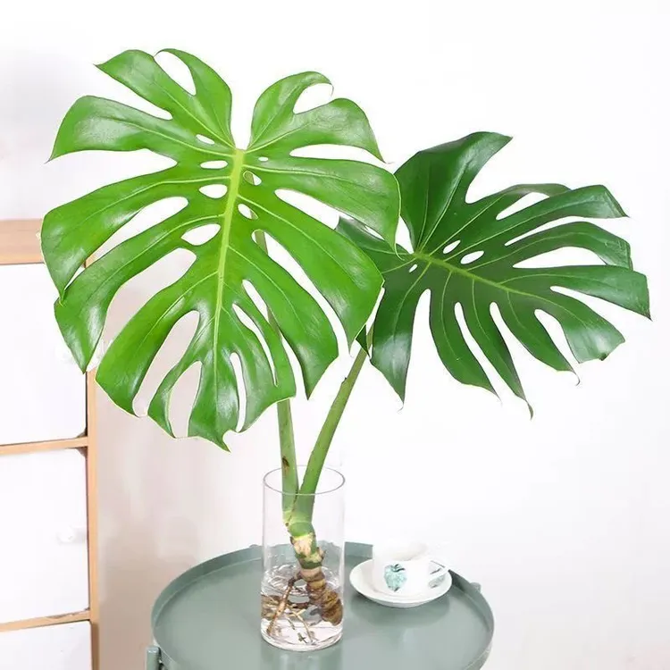 龟背竹水培净化空气适合室内客厅办公室摆放好养绿植盆栽室内