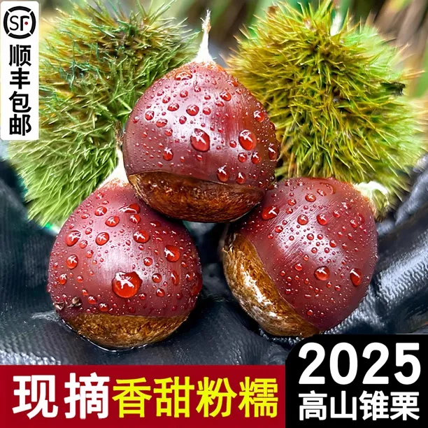 新鲜带壳生板栗现摘建瓯锥栗油栗子尖板栗福建高山新鲜老树圆锥栗