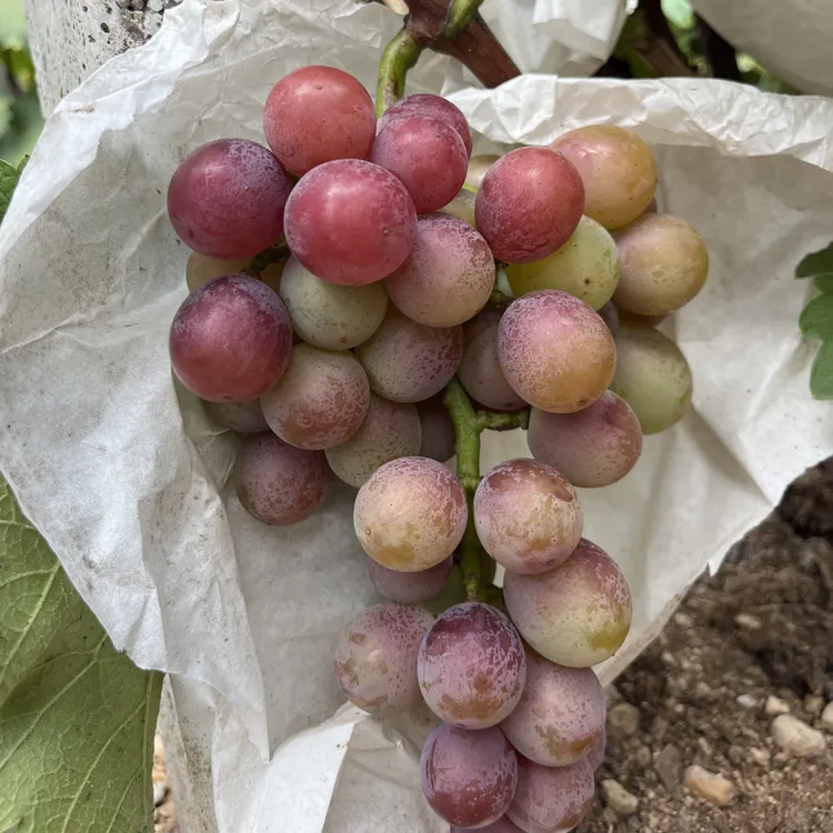 （老品种巨峰葡萄）老树葡萄自然成熟当季新鲜水果现摘现发顺丰发货