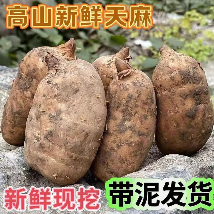 天麻恩施大山新鲜天麻仿野生种植深山现采现挖煲汤泡酒泡水佳选