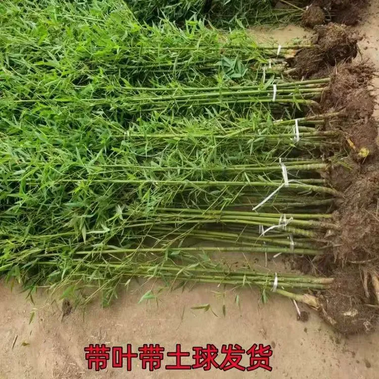 庭院四季耐寒观赏大型竹子盆栽紫竹苗竹罗汉竹绿植