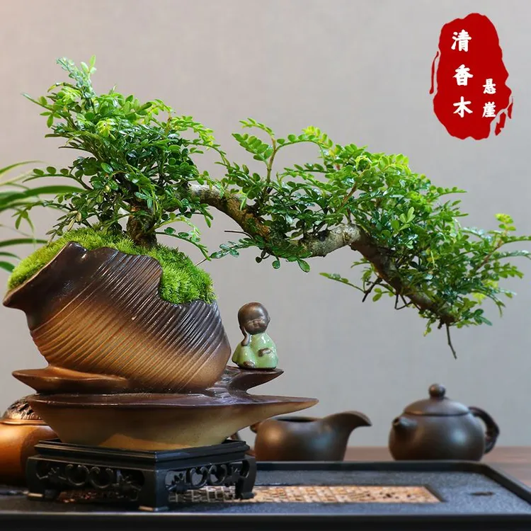 意境-悬崖清香木盆景新中式室内好养桌面摆件绿植花卉盆栽鲜【E12】