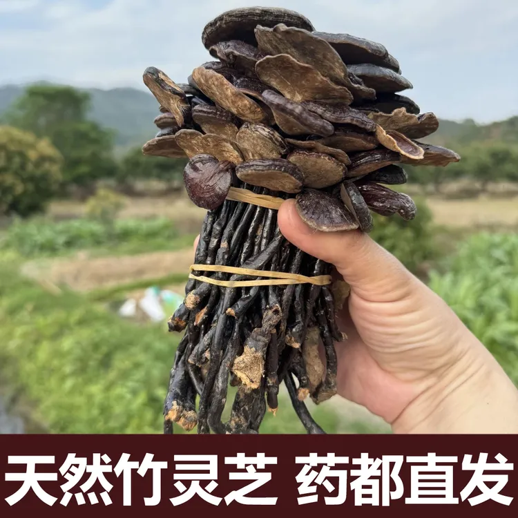 【保真】正品云南深山竹灵芝正宗天然整株带柄小红灵紫灵芝荒野生长