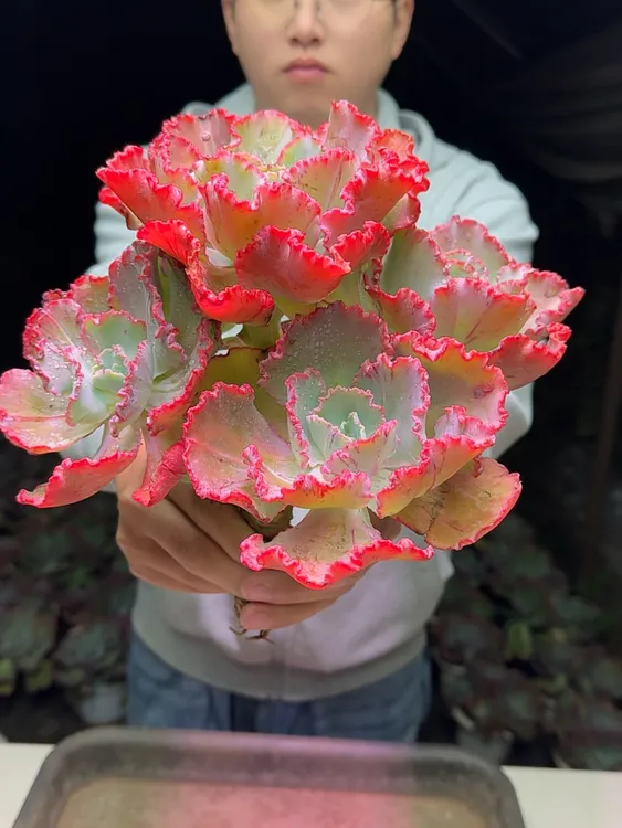 多头女王婚纱 三年老桩 耐寒耐寒 好养护 新手好养 多肉植物