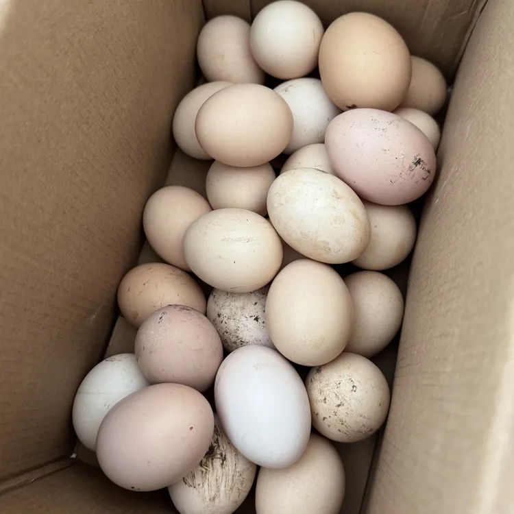农村自家散养鸡 喂玉米稻谷的土鸡蛋 少量得等 省内顺丰包邮