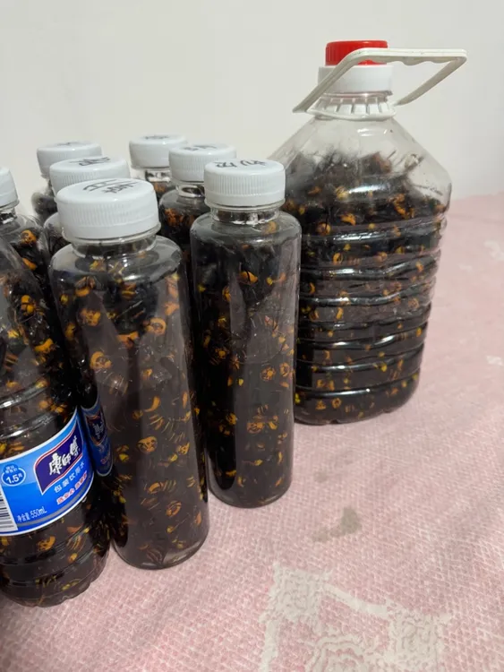 超浓缩金环黑尾虎头蜂现泡诱蜂水原材料