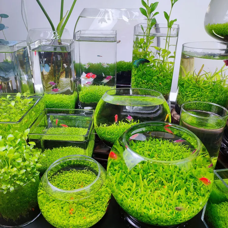 免洗水草泥套餐养鱼水草生态水质净化水草网红小鱼缸家用小型