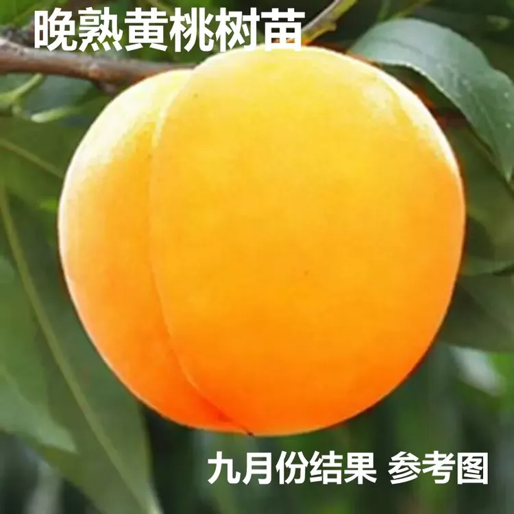 大果黄桃树苗脆甜晚熟地栽盆栽南北方庭院种植嫁接桃树苗当年结果