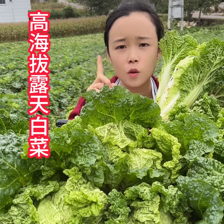 贵州高海拔露天老品种青麻叶白菜脆甜高品质好白菜新鲜现砍现发