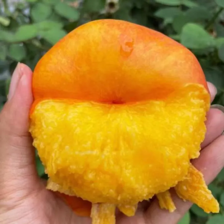 【2年苗2颗】嫁接黄油蟠桃苗盆栽奶油蟠桃树苗庭院南北方地栽种植