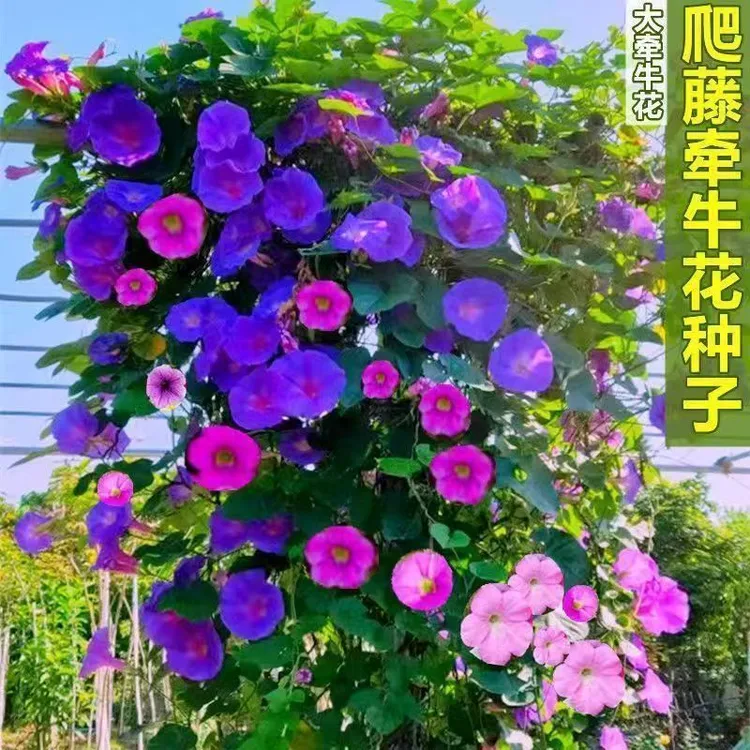 牵牛花种子牵牛花四季播种开花垂吊喇叭花室内外盆栽花籽子