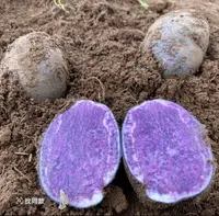 黑土豆农家紫色马铃薯洋芋黑金刚土豆
