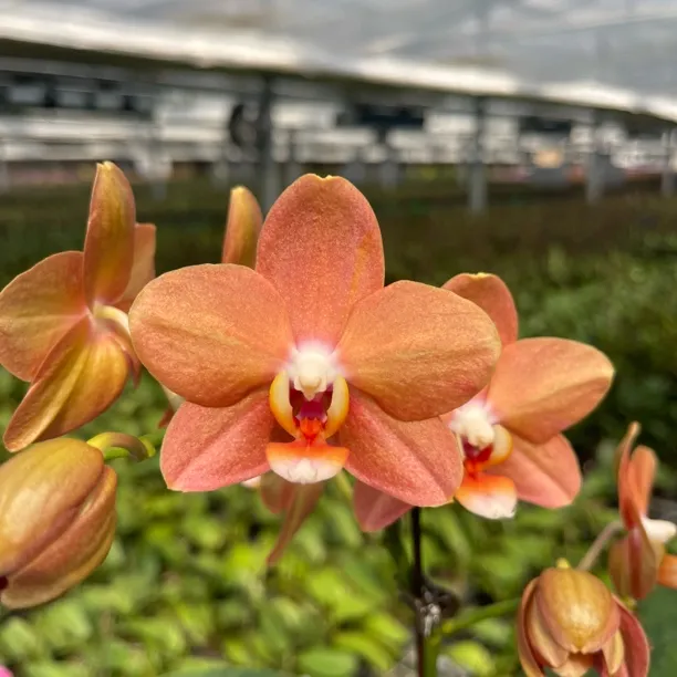 【威斯康星 带香 出剑苗】弱根 3.5寸蝴蝶兰桌面花｜花瓣厚，花期超长