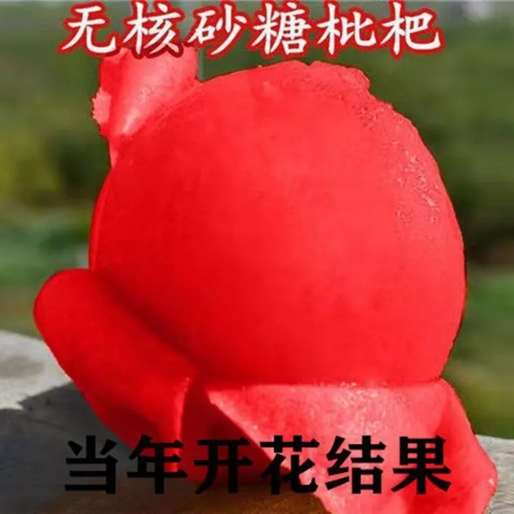 无核砂糖枇杷树苗嫁接果苗大五星南北方种植盆地栽琵琶苗当年结果