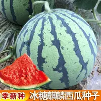 四季种植冰糖麒麟西瓜种子农田菜园早熟果实高产肉红脆沙蔬菜种子