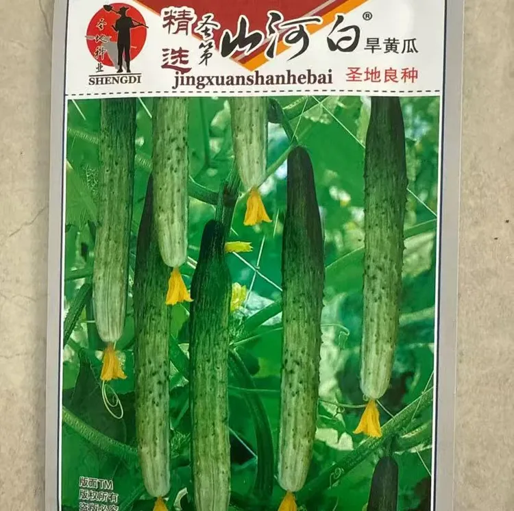 【山河白黄瓜种子】秋季新品种阳台小院菜园种植脆甜水果黄瓜