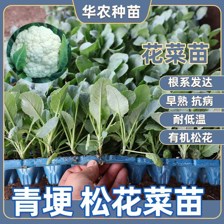 河北青梗松花菜苗有机花菜苗秧秋后花菜菜花夏季秧苗孑四季蔬菜苗