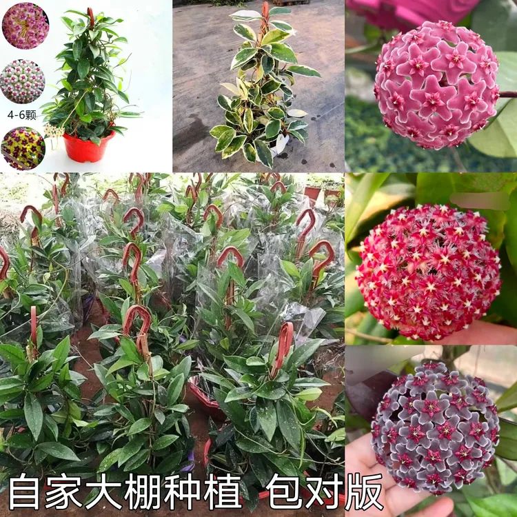 品种球兰银斑球兰大苗盆栽棉德岛羊脂玉绿叶红爬藤吊兰盆栽