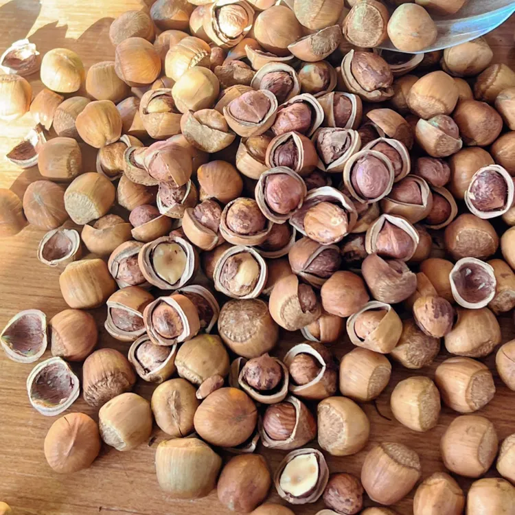 围场野生榛子 大个