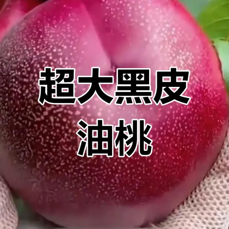 黑皮158又称黑炭头嫁接桃树苗南方北方种植水果地栽养死包赔