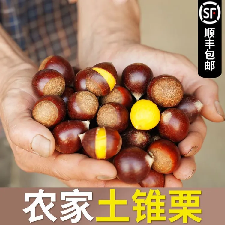 【顺丰包邮】正宗福建高山新鲜锥栗当季特色农产品锥栗