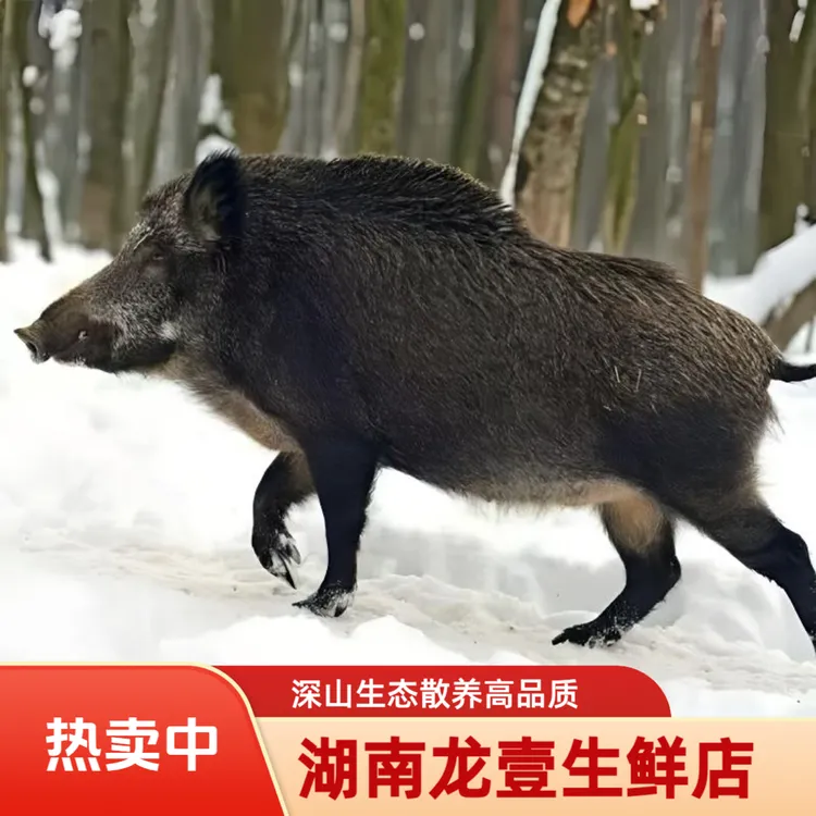 2号散养猪藏香猪黑猪肉熟食山猪肉散养黑土猪黑猪肉跑山猪蕨麻猪