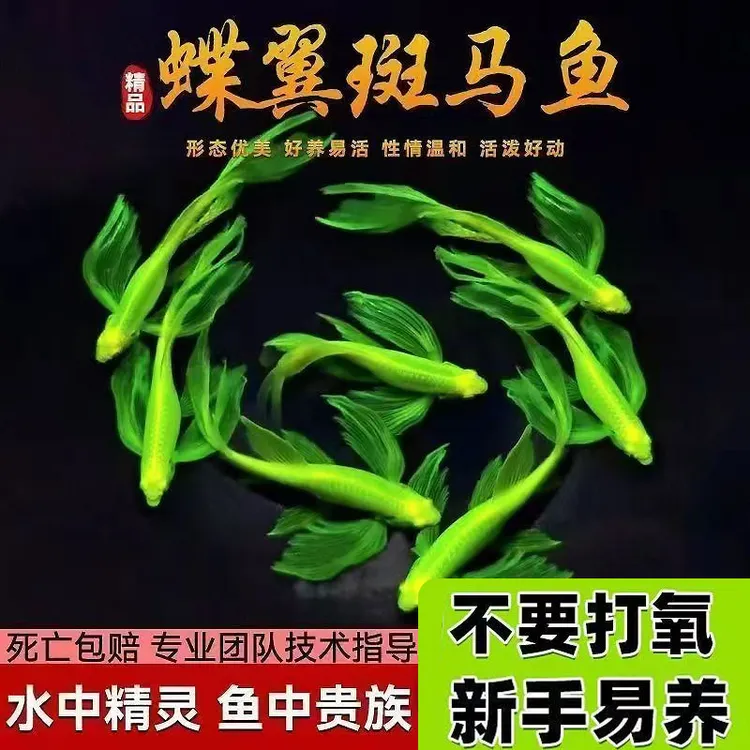 蝶翼斑马鱼长尾荧光糖果小型热带淡水观赏鱼活体鱼苗冷水彩色小鱼