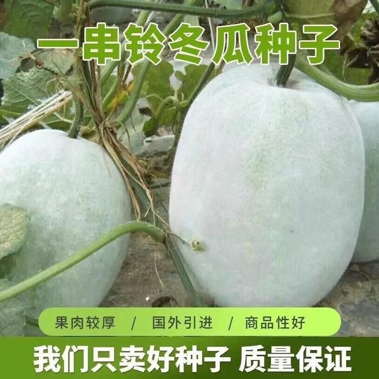 超推荐高产一串铃冬瓜种子四季白皮大个冬瓜蔬菜种粉皮庭院菜园种