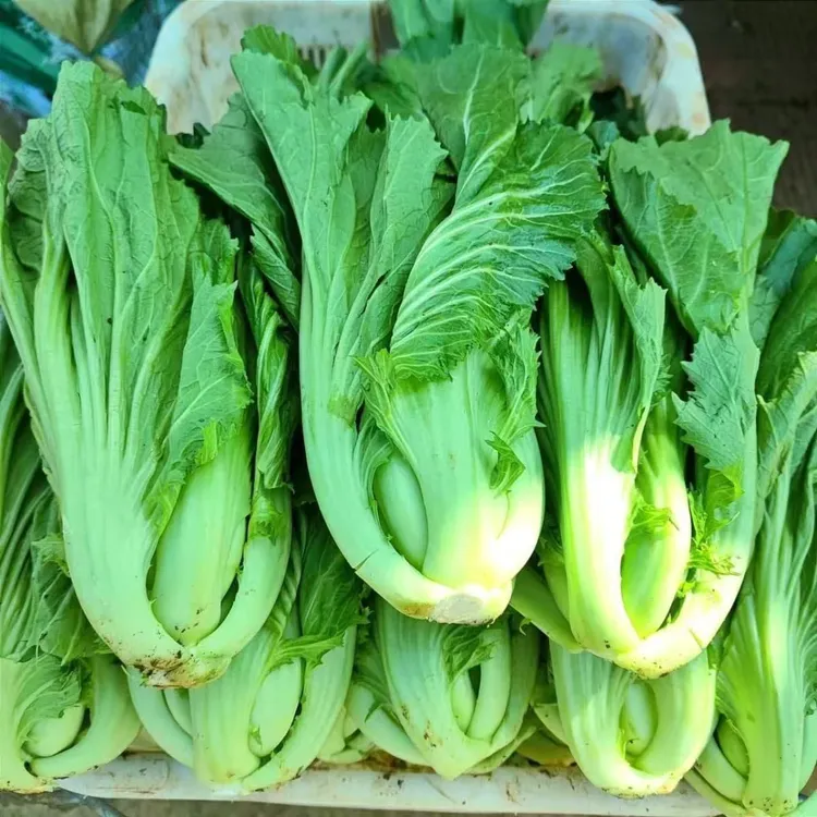 新鲜蔬菜芥菜大叶青菜贵州包心芥菜盖菜可腌制酸菜泡菜大叶宽绑菜