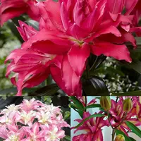 《蕾哈娜周长17/19cm》进口重瓣香水百合种球1颗