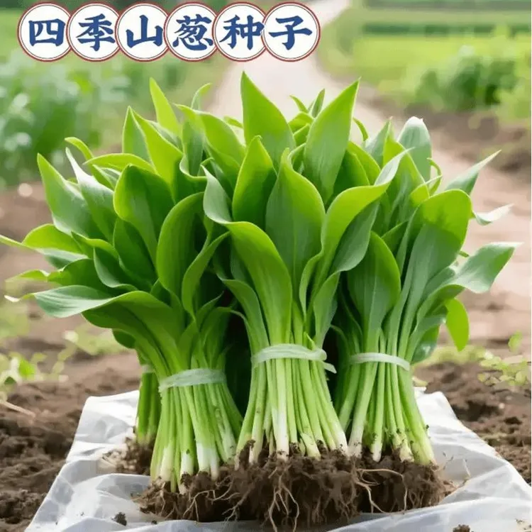 【四季山葱种子】鹿耳韭种子盆栽小院四季皆宜种植南北方种籽商品图