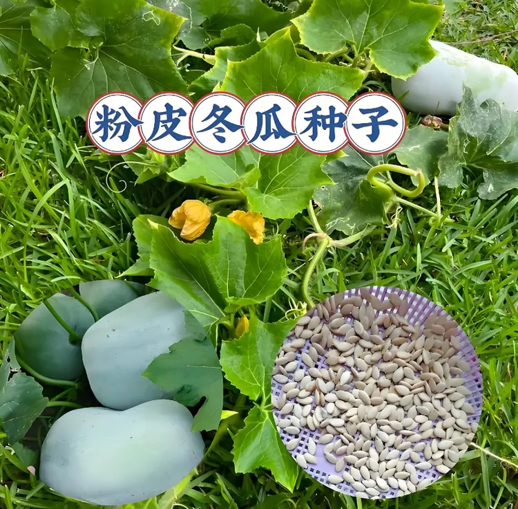 【粉皮小冬瓜种子】家庭阳台小院四季种植盆栽地栽易种易活