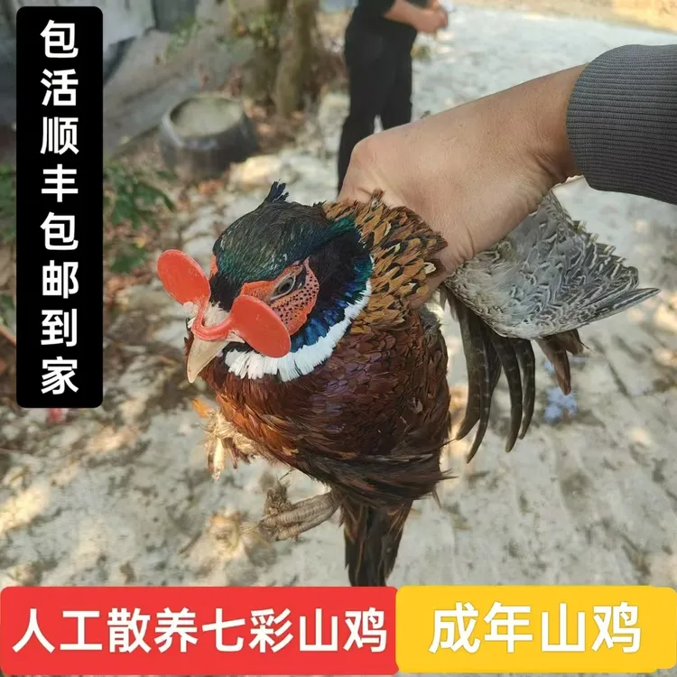【母鸡】农家散养七彩山鸡 活鸡发顺丰包邮