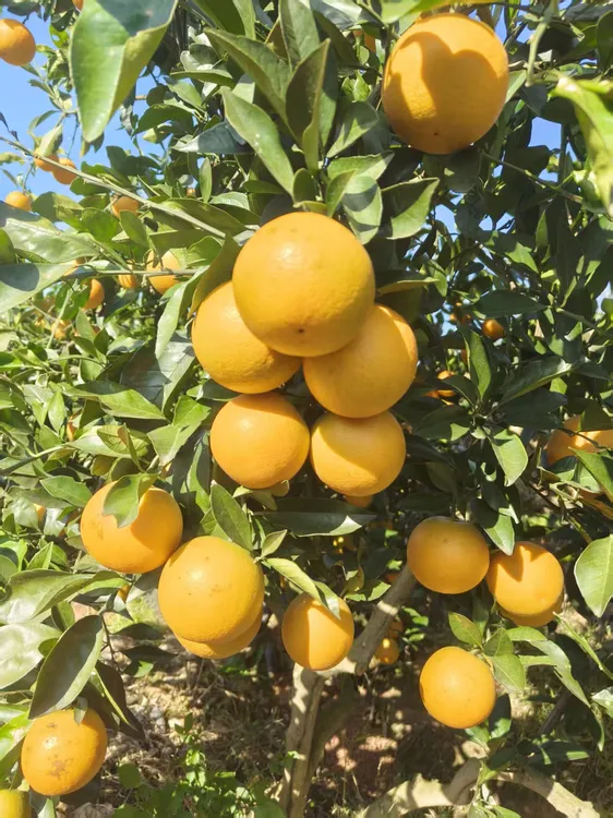 正宗湖南麻阳怀桔一号.纯甜不酸.有淡淡的清香味