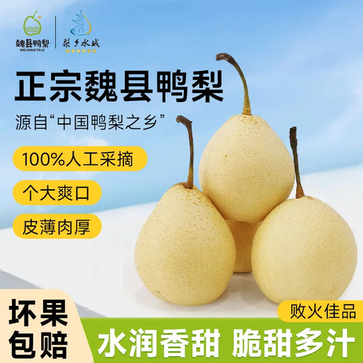 正宗魏县鸭梨新鲜采摘现摘现发爆甜多汁酥脆梨子-wg